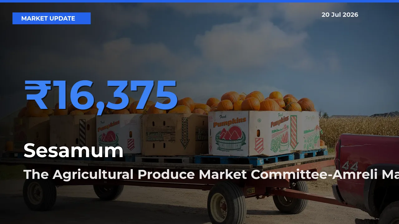 The Agricultural Produce Market Committee-Amreli Offers ₹16,375 – Highest Sesamum Rate Today