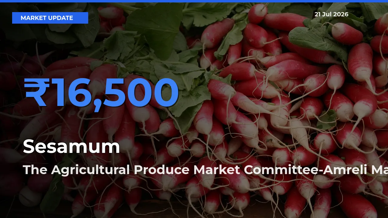 The Agricultural Produce Market Committee-Amreli Leads as Top Mandi for Sesamum Prices
