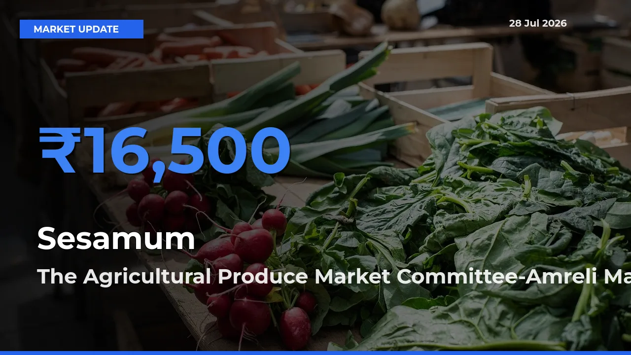 The Agricultural Produce Market Committee-Amreli, Gujarat Records Highest ₹16,500 Rate for Sesamum