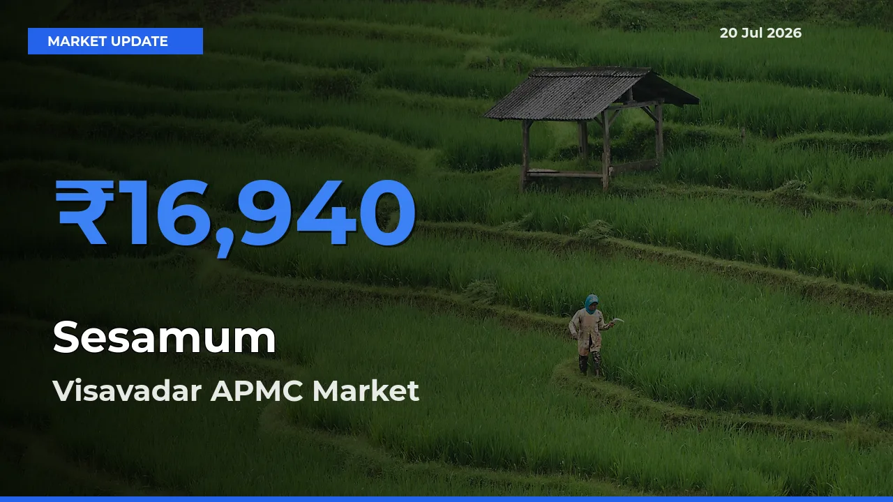Farmers Prefer Visavadar APMC as Sesamum Hits Highest Rate