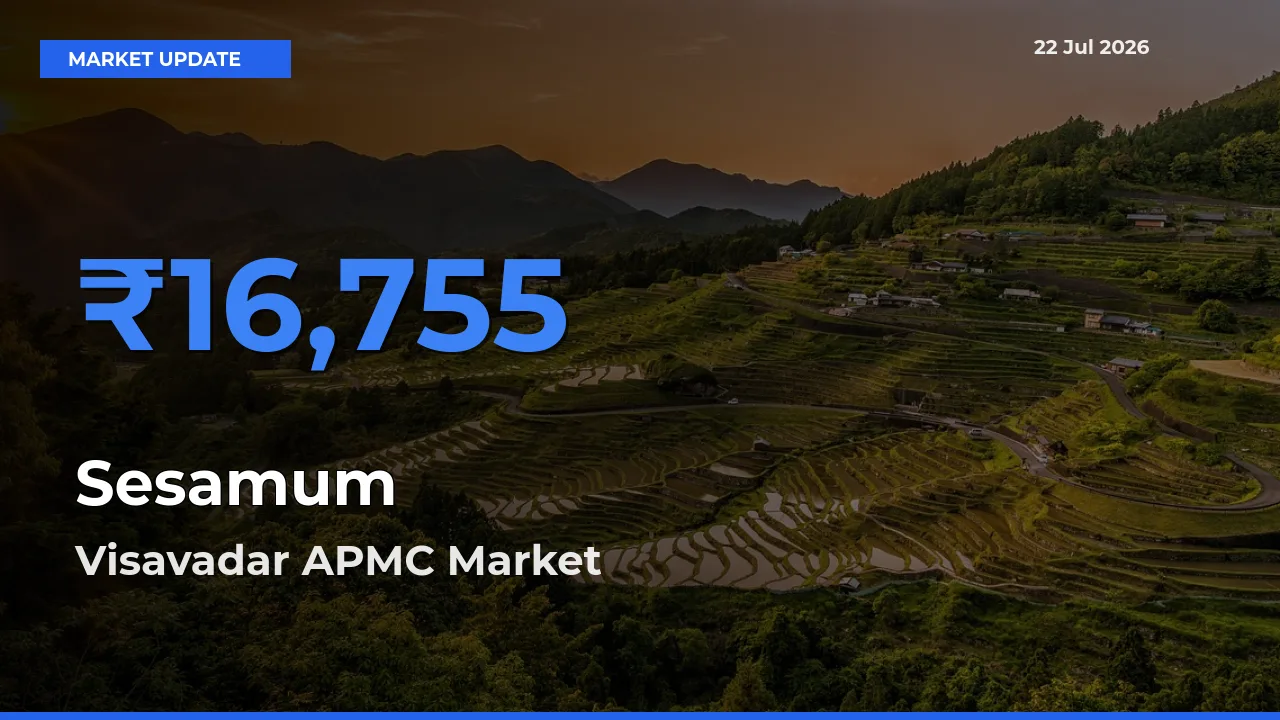 Visavadar APMC Records Highest ₹16,755 Rate for Sesamum