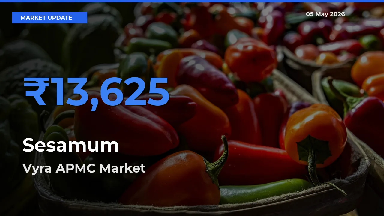 Vyra APMC Emerges as Top Mandi for Sesamum Prices Today
