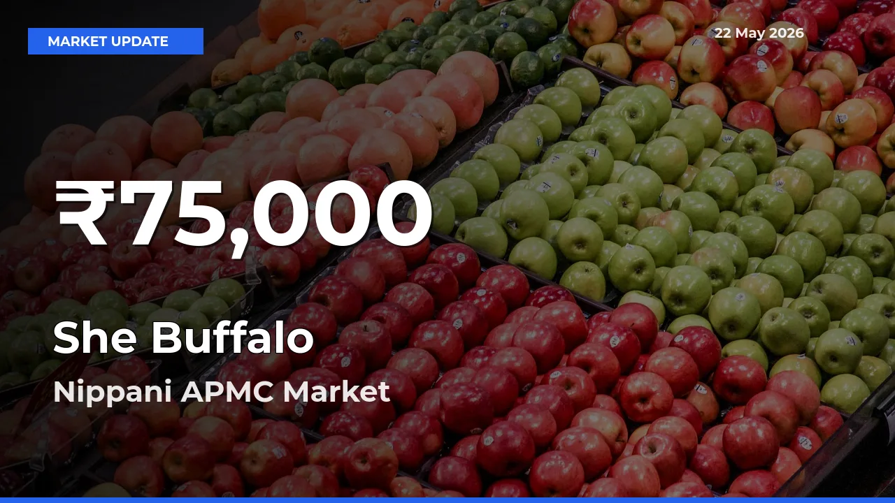 She Buffalo Mandi Rate Today: 30-Day Low Recorded in Nippani APMC