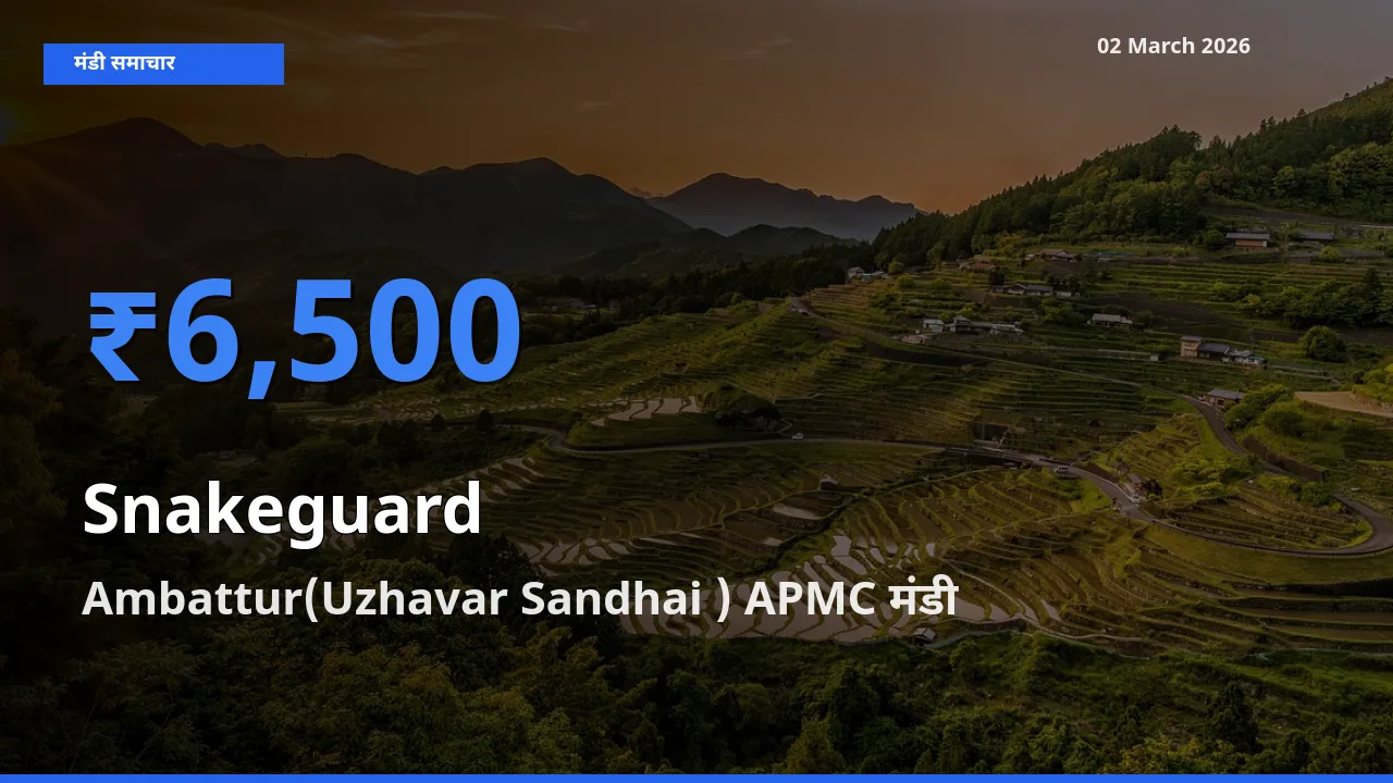 किसानों की पसंद बना Ambattur(Uzhavar Sandhai ) APMC, चिचिंडा (नागफनी लौकी) के सबसे अच्छे दाम