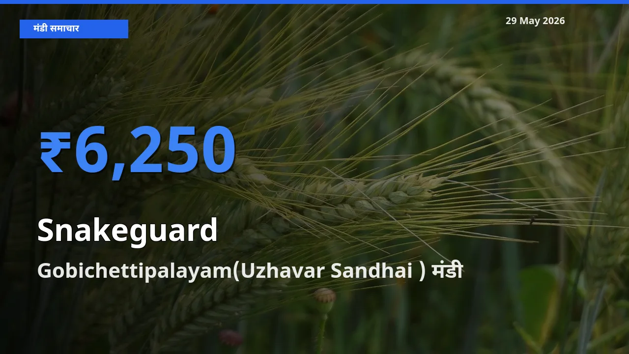 बाज़ार संकेत: Gobichettipalayam(Uzhavar Sandhai ) बना चिचिंडा (नागफनी लौकी) के लिए आज की टॉप मंडी