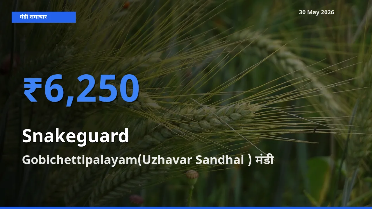आज चिचिंडा (नागफनी लौकी) के सबसे ज़्यादा दाम Gobichettipalayam(Uzhavar Sandhai ) मंडी में दर्ज