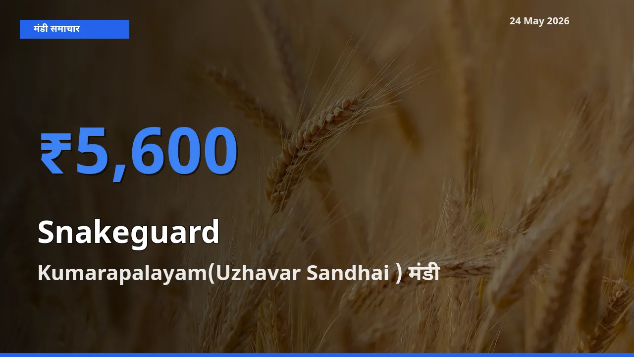 24 May अपडेट: चिचिंडा (नागफनी लौकी) के सबसे ऊँचे दाम Kumarapalayam(Uzhavar Sandhai ) मंडी में