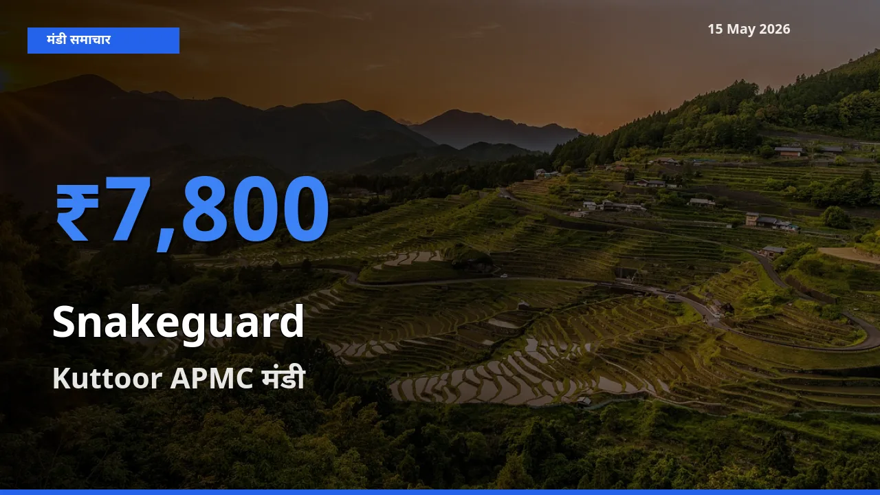 आज चिचिंडा (नागफनी लौकी) के सबसे ऊँचे दाम ₹7,800 Kuttoor APMC मंडी में