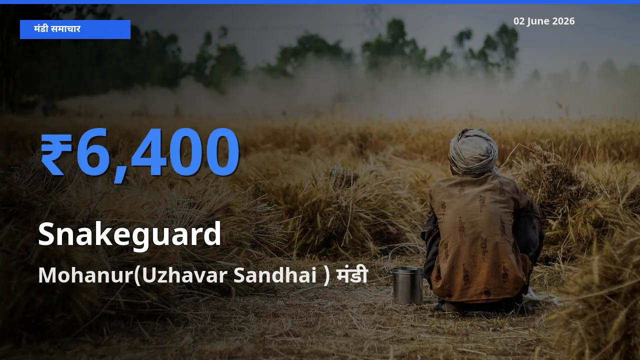 Mohanur(Uzhavar Sandhai ) मंडी में आज चिचिंडा (नागफनी लौकी) के सबसे ऊँचे दाम दर्ज