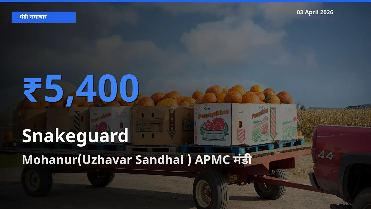 आज चिचिंडा (नागफनी लौकी) के सबसे ज़्यादा दाम Mohanur(Uzhavar Sandhai ) APMC मंडी में दर्ज
