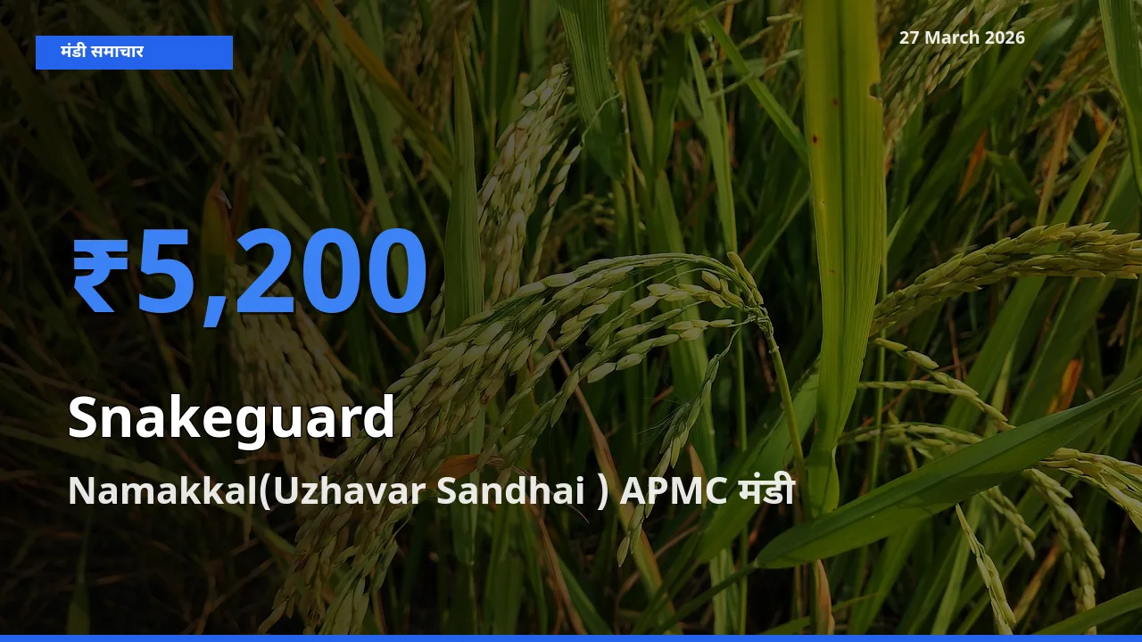 बाज़ार संकेत: Namakkal(Uzhavar Sandhai ) APMC बना चिचिंडा (नागफनी लौकी) के लिए आज की टॉप मंडी