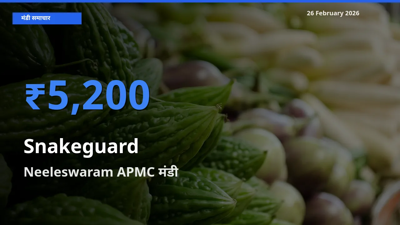Neeleswaram APMC मंडी में Snakeguard ₹5,200 पर पहुँचा – आज का सर्वोच्च भाव