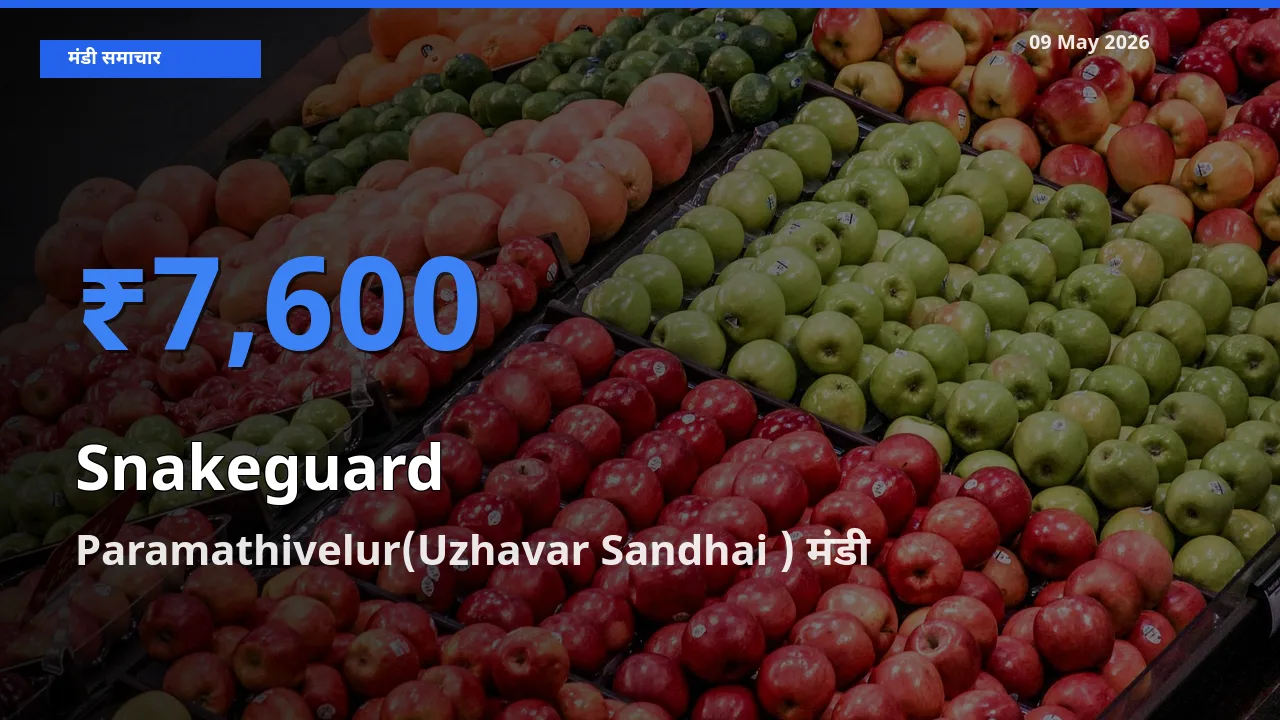 Paramathivelur(Uzhavar Sandhai ) में चिचिंडा (नागफनी लौकी) का आज सबसे ऊँचा भाव