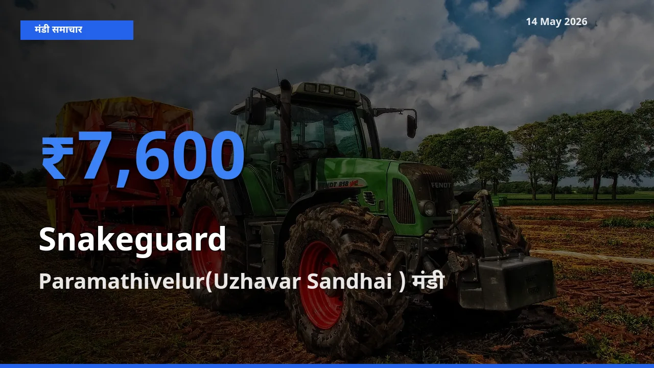 किसानों की पसंद बना Paramathivelur(Uzhavar Sandhai ), चिचिंडा (नागफनी लौकी) के सबसे अच्छे दाम