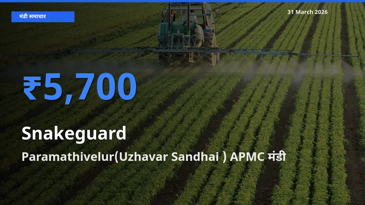 आज का मंडी भाव: चिचिंडा (नागफनी लौकी) के सबसे ज़्यादा दाम Paramathivelur(Uzhavar Sandhai ) APMC में