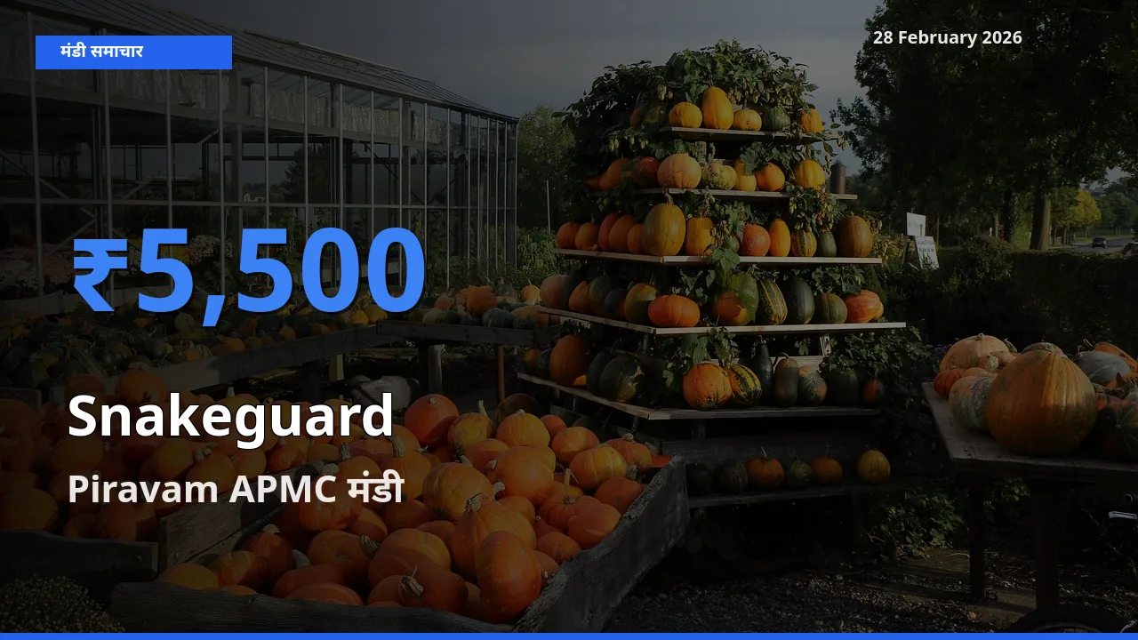Piravam APMC मंडी में Snakeguard ₹5,500 पर पहुँचा – आज का सर्वोच्च भाव