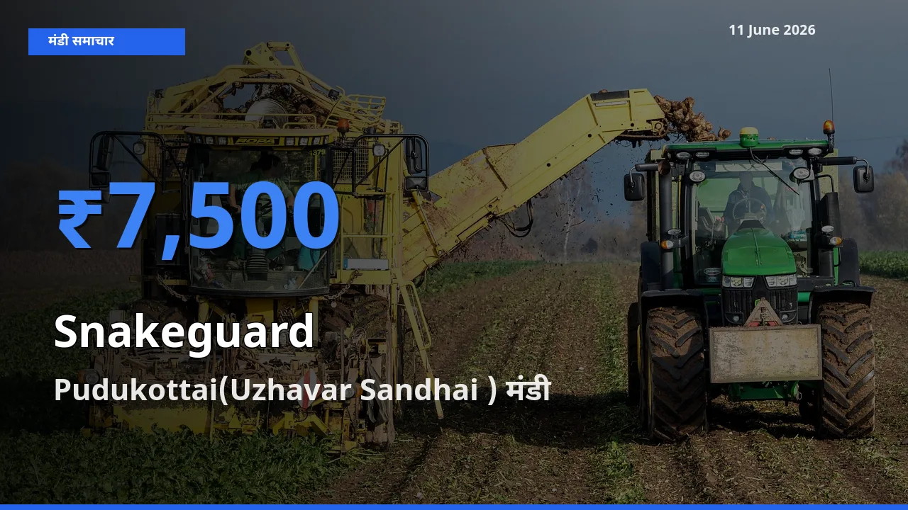 आज चिचिंडा (नागफनी लौकी) के सबसे ज़्यादा दाम Pudukottai(Uzhavar Sandhai ) मंडी में दर्ज