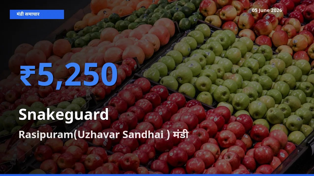 Rasipuram(Uzhavar Sandhai ) मंडी में आज चिचिंडा (नागफनी लौकी) के सबसे ऊँचे दाम दर्ज