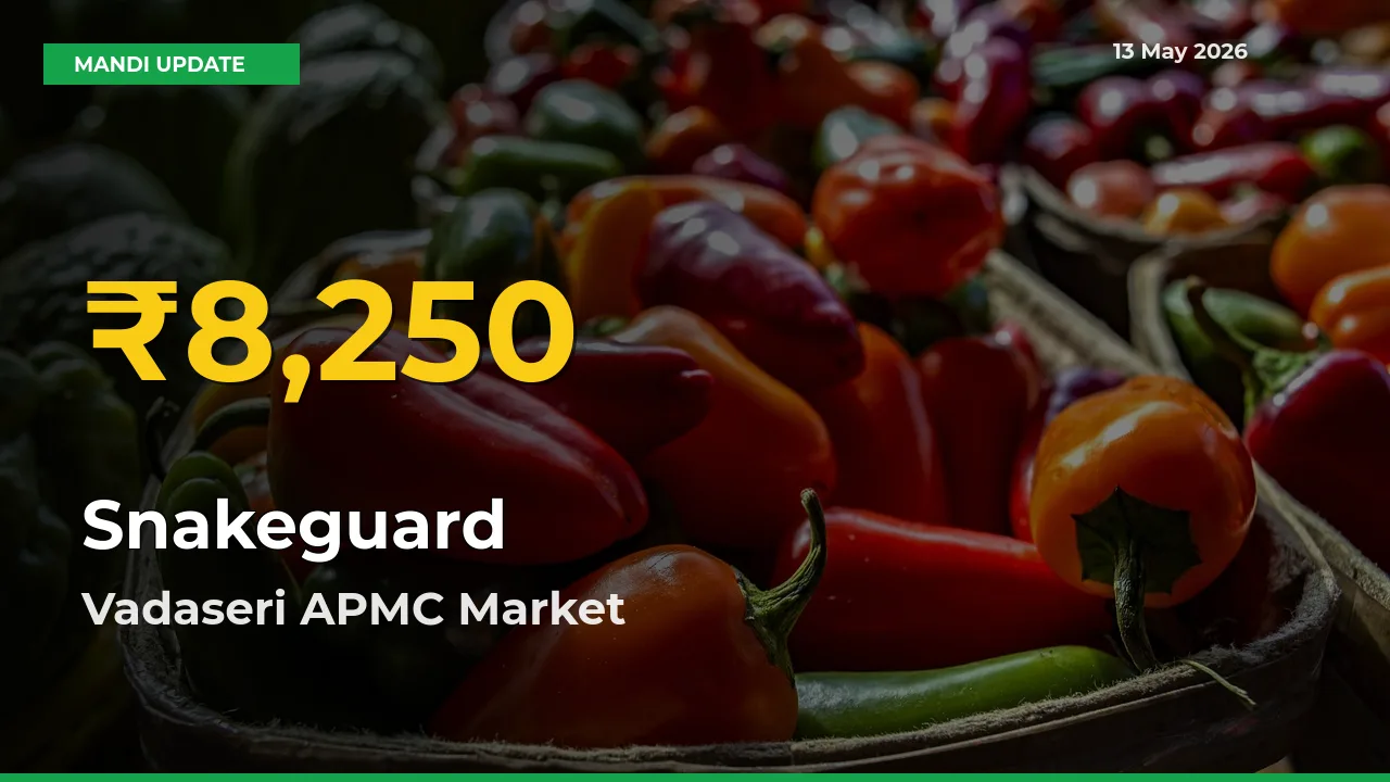 Big Jump in Snakeguard Prices! Vadaseri APMC Records New Peak Today
