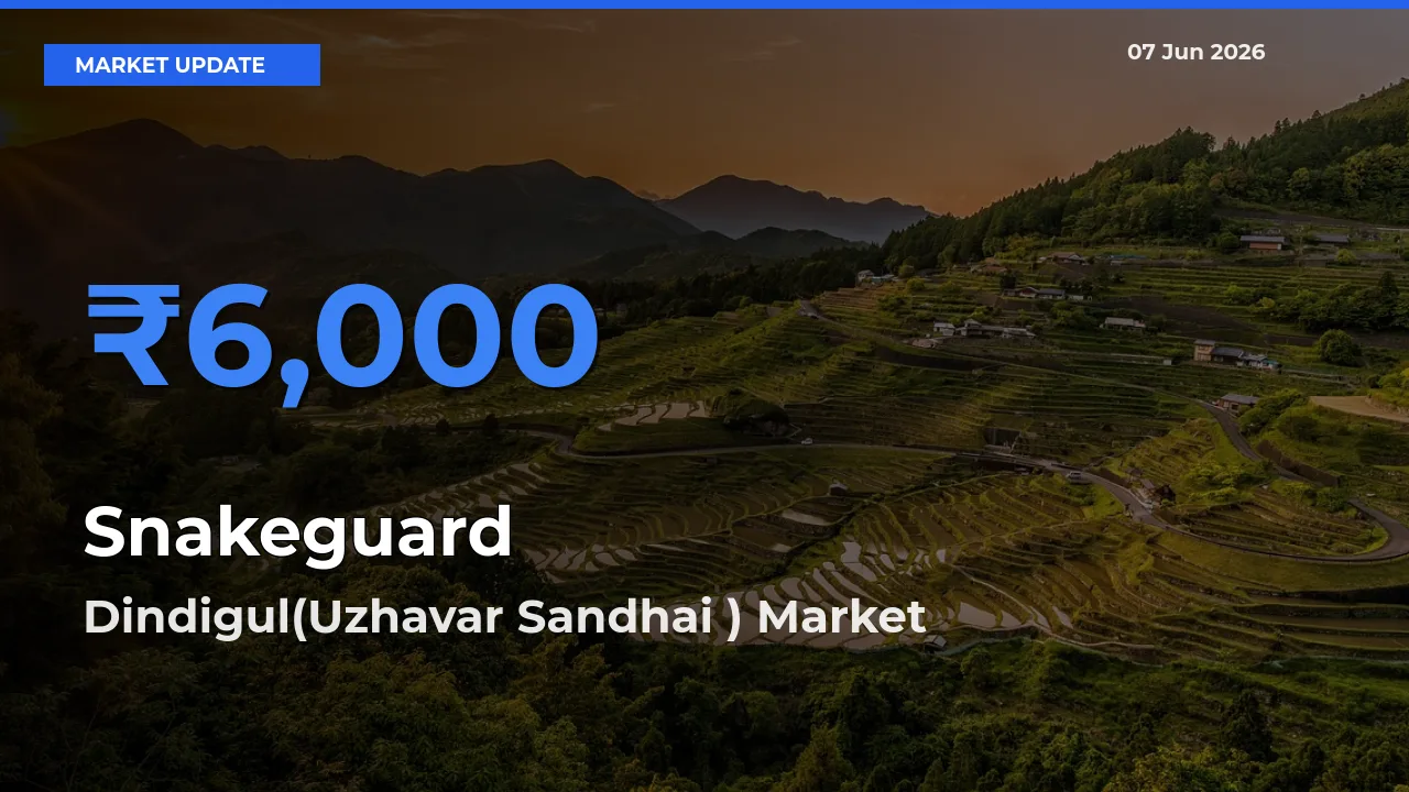 Dindigul(Uzhavar Sandhai ) Leads as Top Mandi for Snakeguard Prices