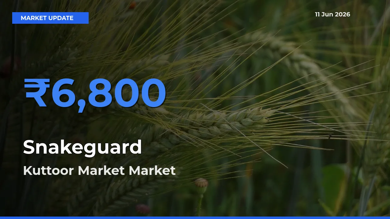 Kuttoor Market Tops Snakeguard Mandi Rates Today