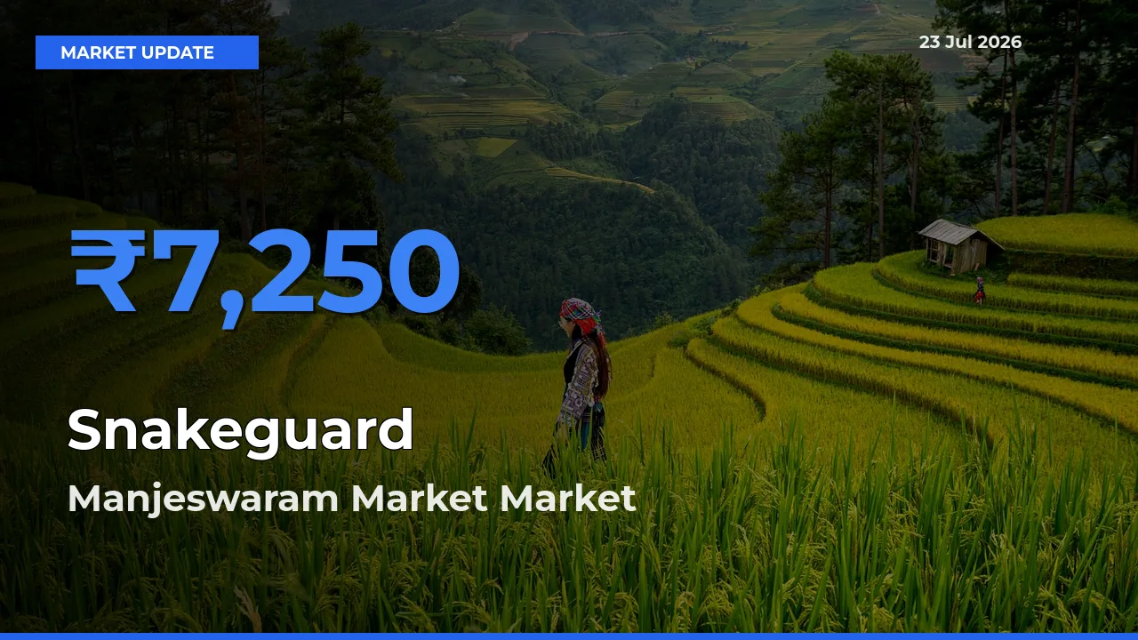 Manjeswaram Market Offers ₹7,250 – Highest Snakeguard Rate Today