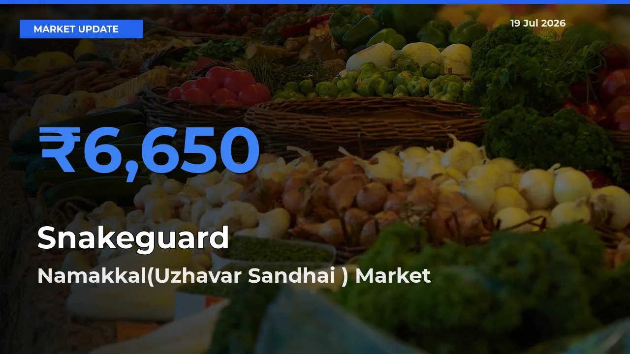 Namakkal(Uzhavar Sandhai ) Tops Snakeguard Rates – July 19 Market Update