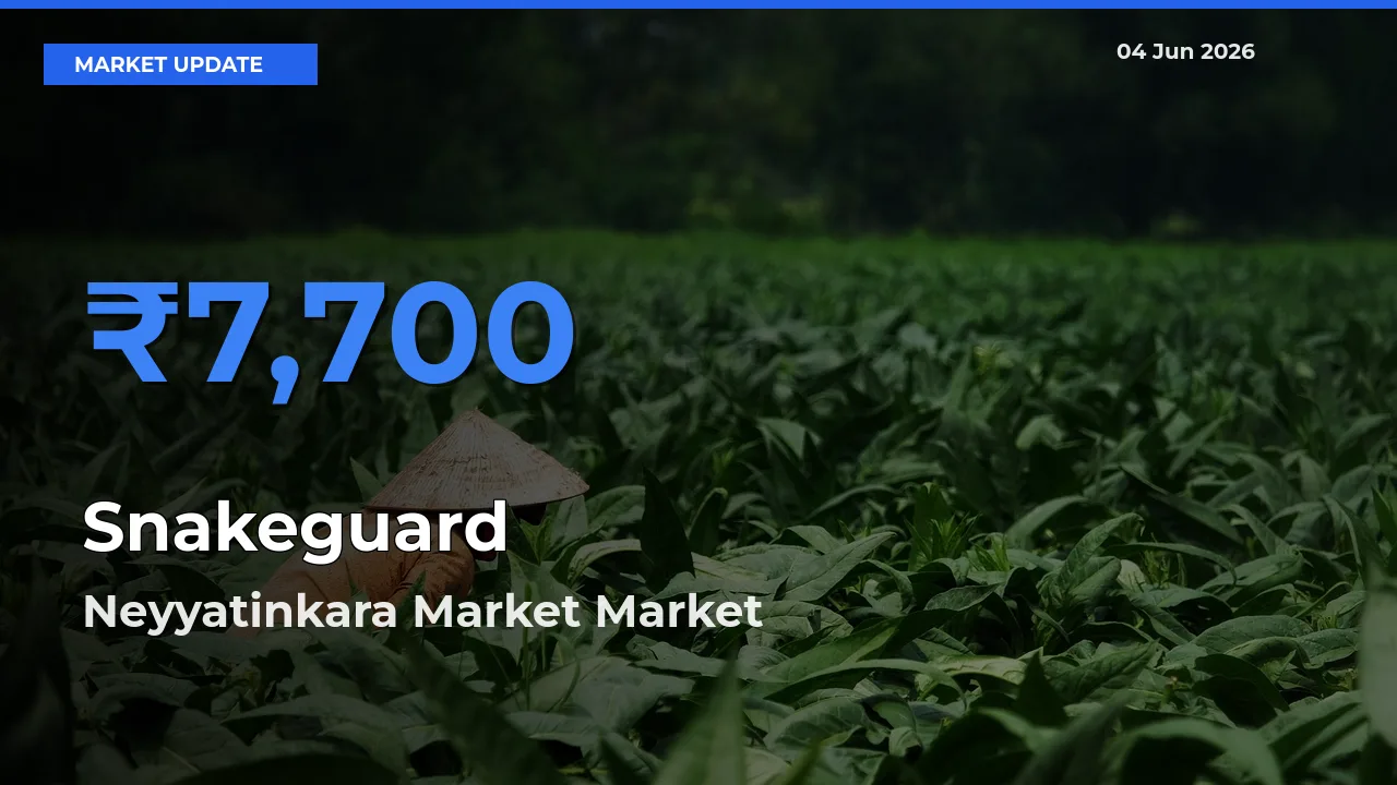 Neyyatinkara Market Emerges as Top Mandi for Snakeguard Prices Today