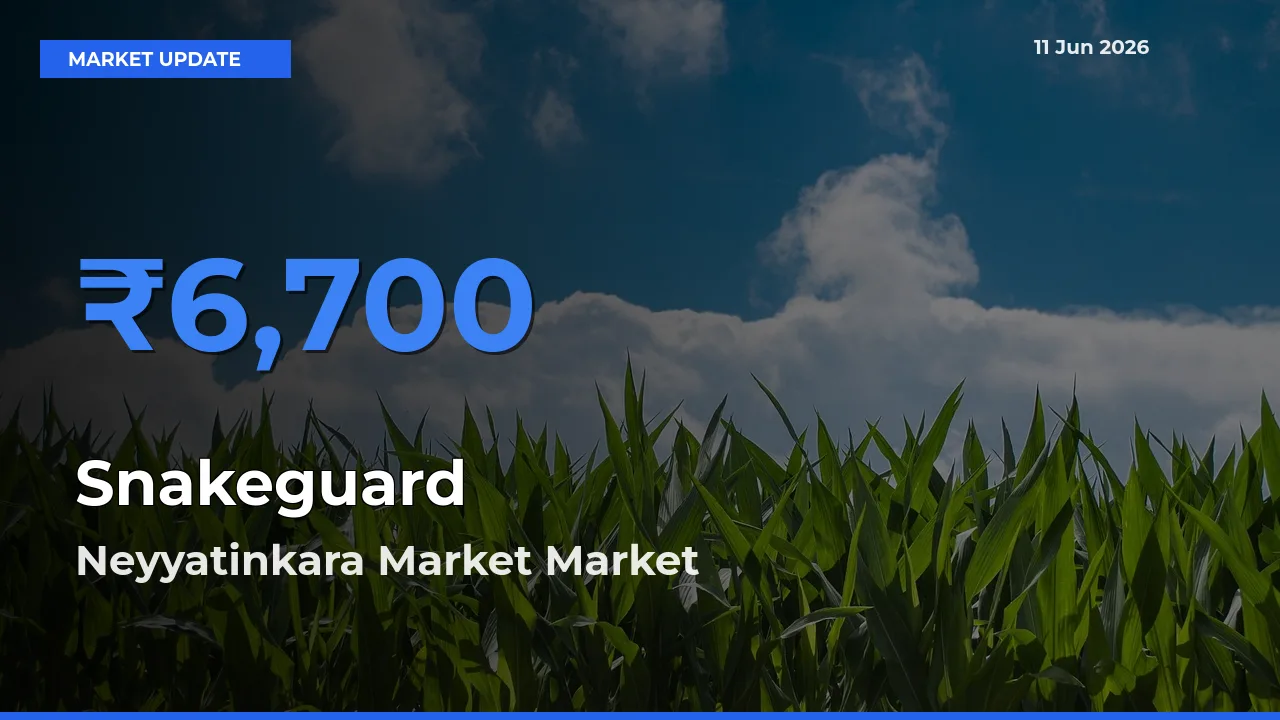 Neyyatinkara Market Tops Snakeguard Rates – June 11 Market Update