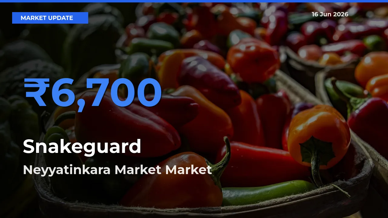 Neyyatinkara Market Leads as Top Mandi for Snakeguard Prices