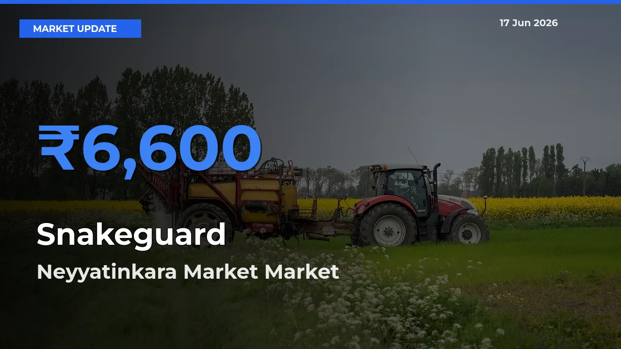 Top Performer! Neyyatinkara Market Offers Best Snakeguard Price Today