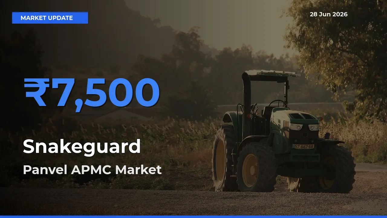 Panvel APMC Leads as Top Mandi for Snakeguard Prices