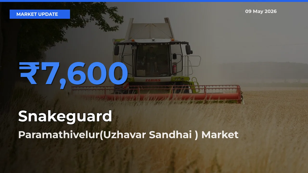 Paramathivelur(Uzhavar Sandhai ) Leads as Top Mandi for Snakeguard Prices