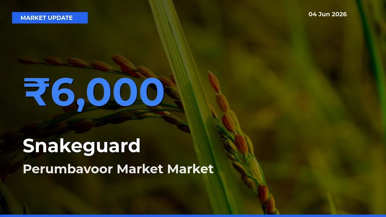 Perumbavoor Market Offers ₹6,000 – Highest Snakeguard Rate Today