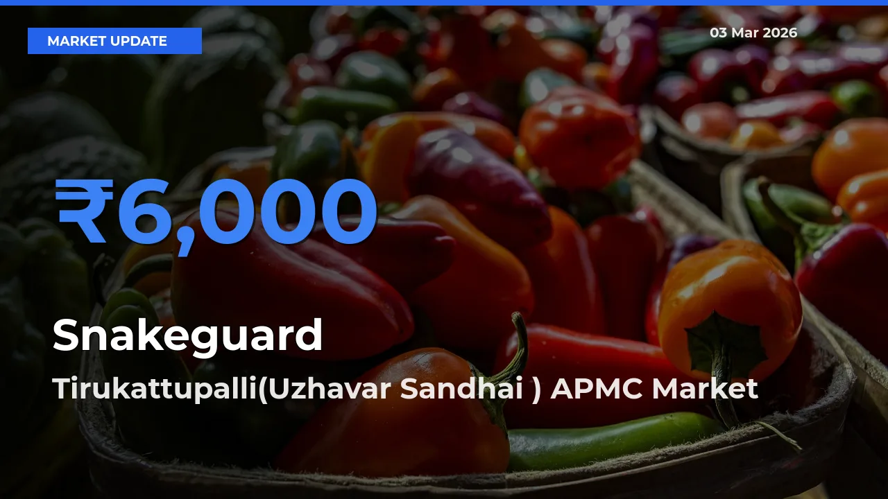 Tirukattupalli(Uzhavar Sandhai ) APMC Tops Snakeguard Rates – March 03 Market Update