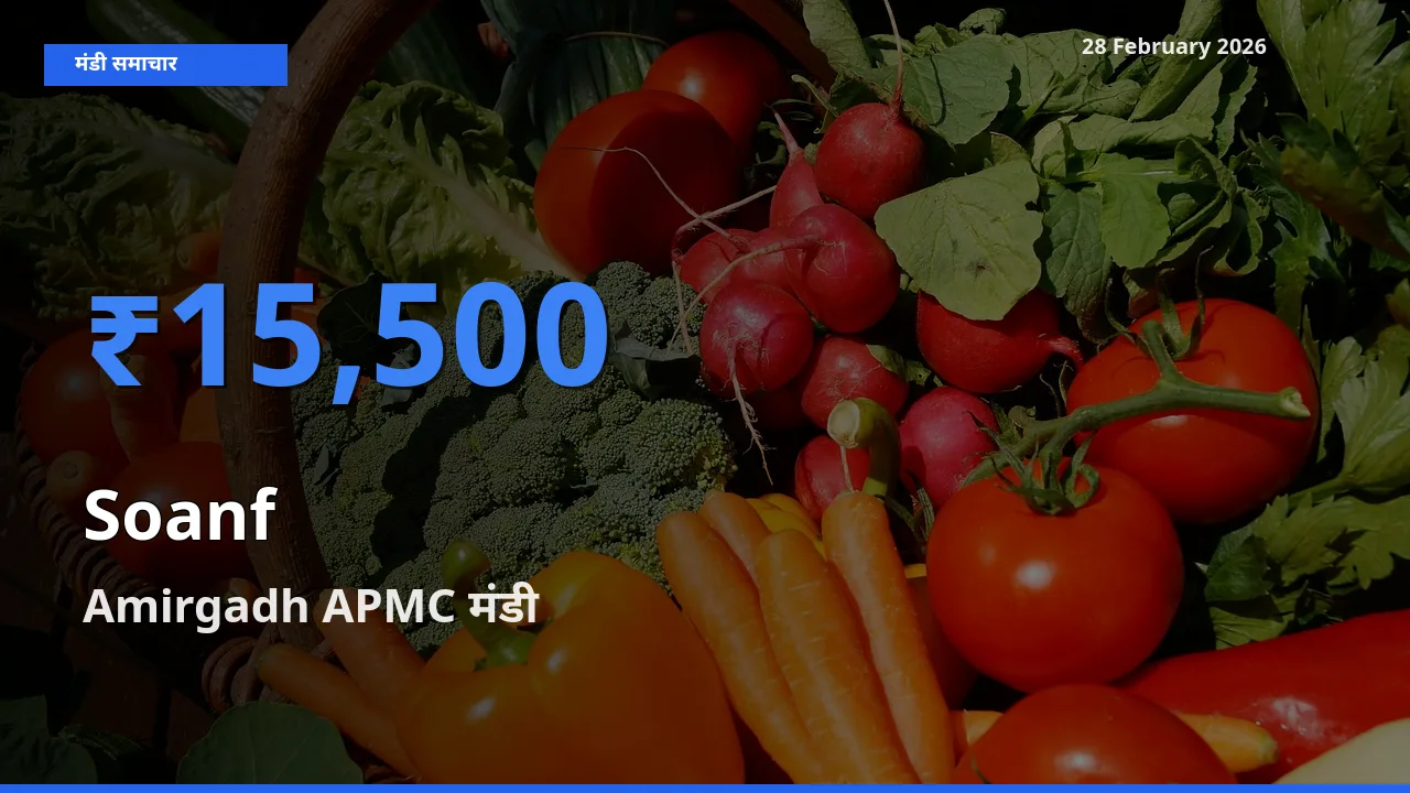 Amirgadh APMC मंडी में Soanf ₹15,500 पर पहुँचा – आज का सर्वोच्च भाव