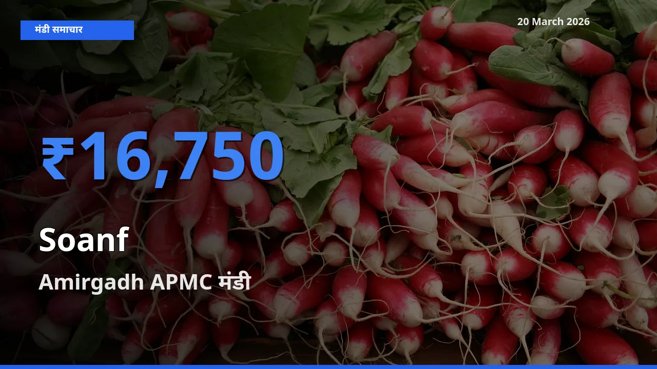 आज का मंडी भाव: सौंफ के सबसे ज़्यादा दाम Amirgadh APMC में