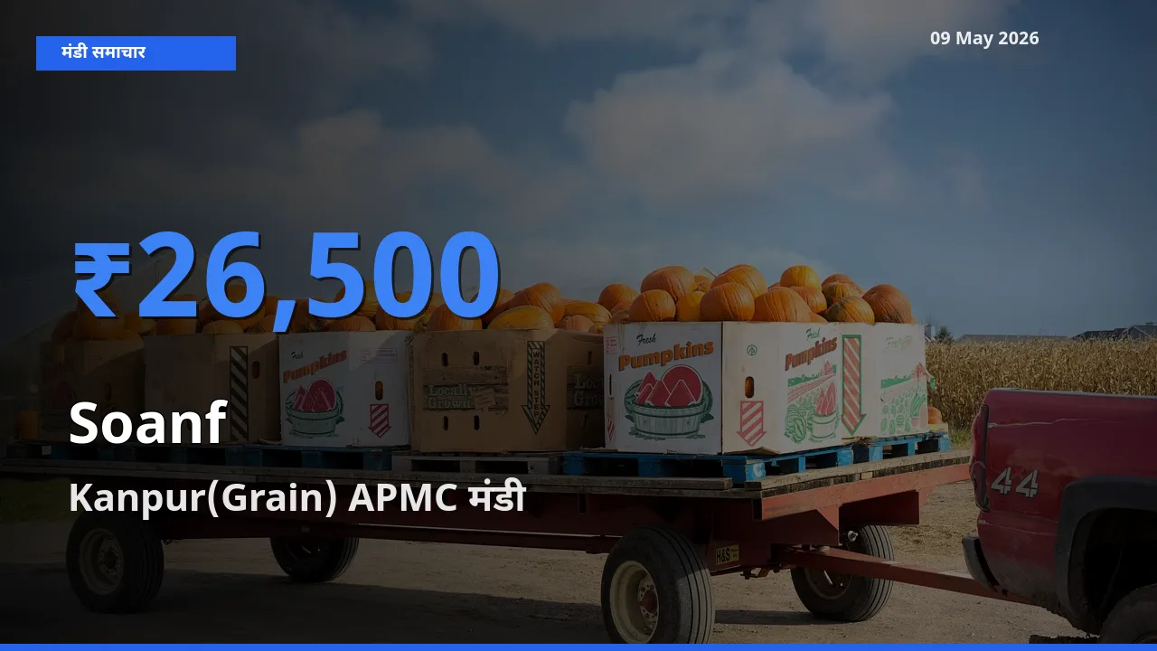 आज सौंफ के सबसे ऊँचे दाम ₹26,500 Kanpur(Grain) APMC मंडी में