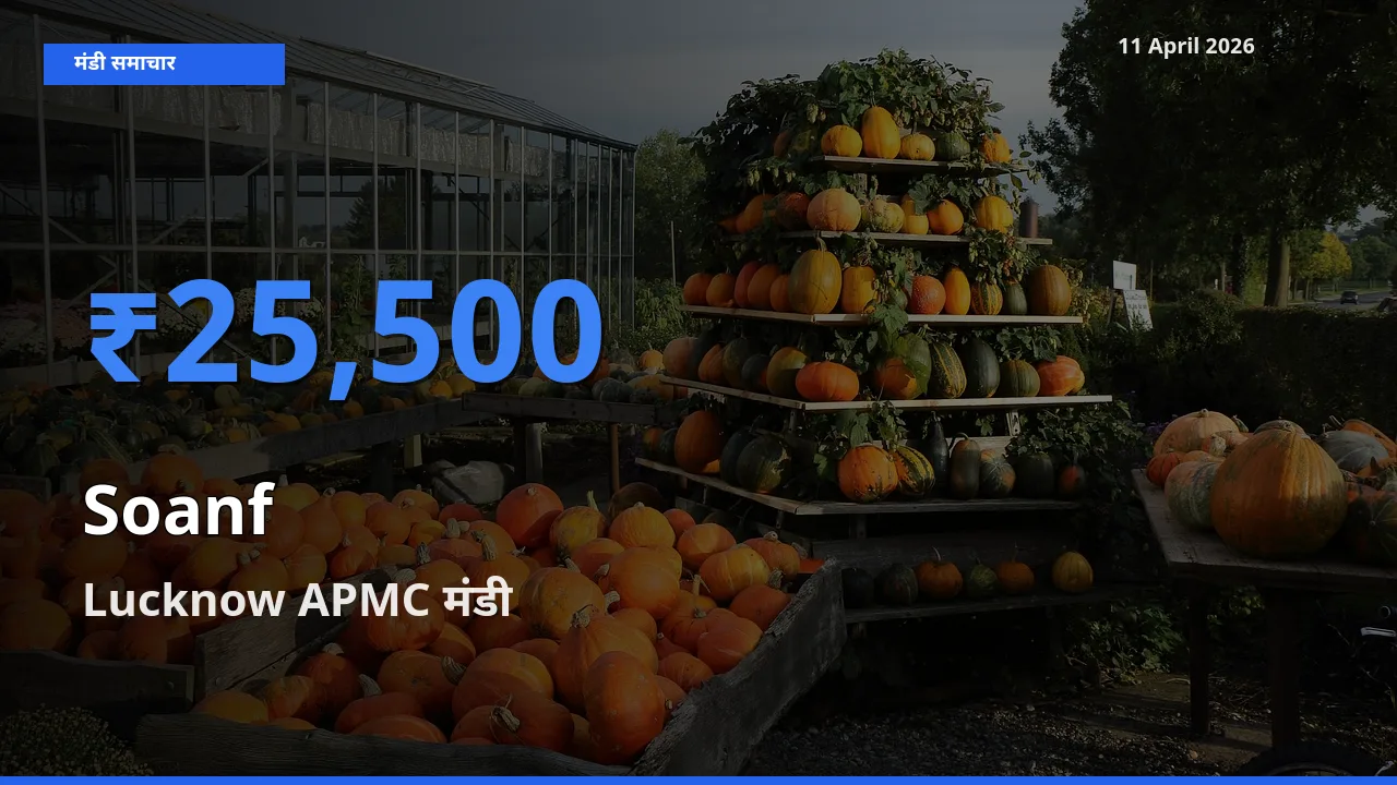 टॉप मंडी बना Lucknow APMC! सौंफ के सबसे ऊँचे दाम यहीं दर्ज