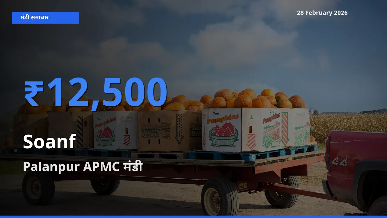 आज का मंडी भाव: Soanf के सबसे ज़्यादा दाम Palanpur APMC में