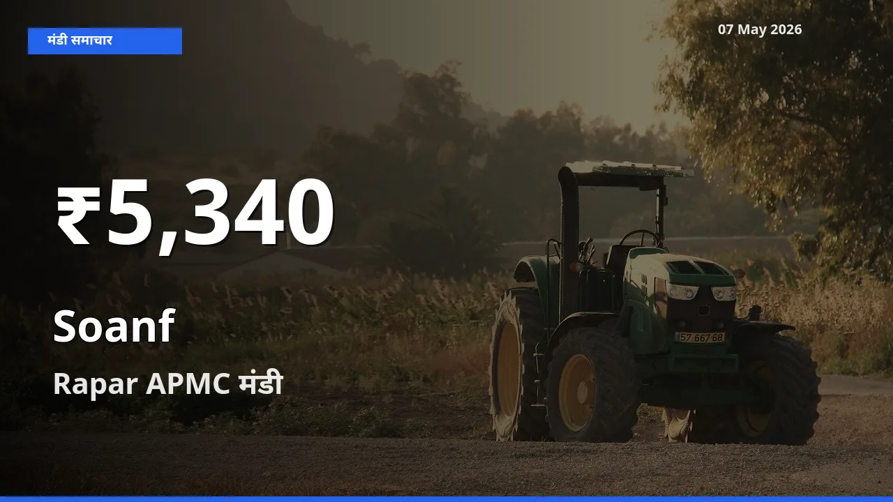 आज का मंडी भाव: Rapar APMC में सौंफ 30 दिन के सबसे कम स्तर पर