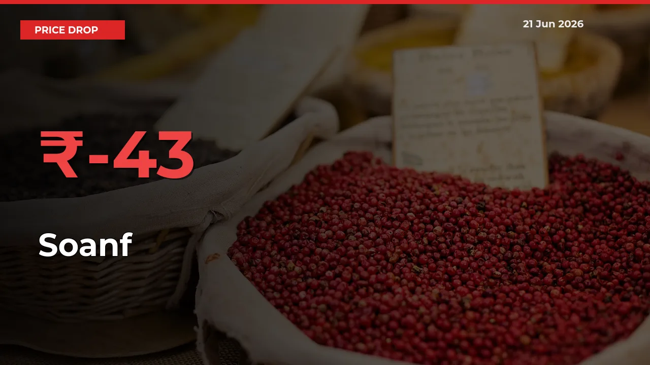 Sharp Fall! Soanf Prices Plunge 42.66% in a Day at Key Mandis