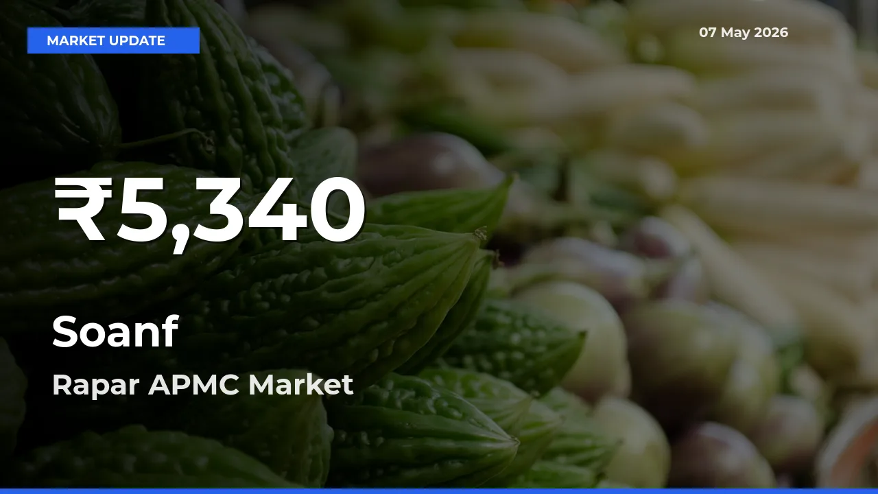 Soanf Prices Touch 30-Day Low in Rapar APMC – May 07 Update