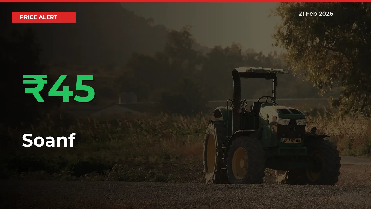 Soanf Prices Rise 45.14% in a Day at Major Mandis
