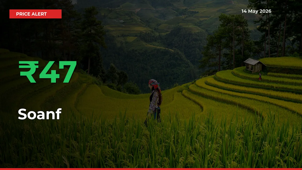 46.57% Spike in Soanf Prices – Mandi Sees Sudden Rally