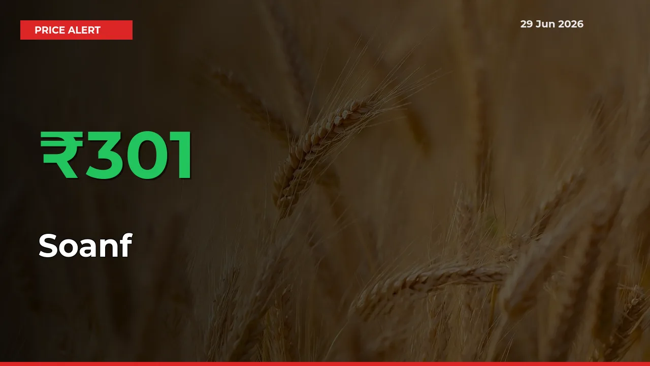 300.59% Spike in Soanf Prices – Mandi Sees Sudden Rally