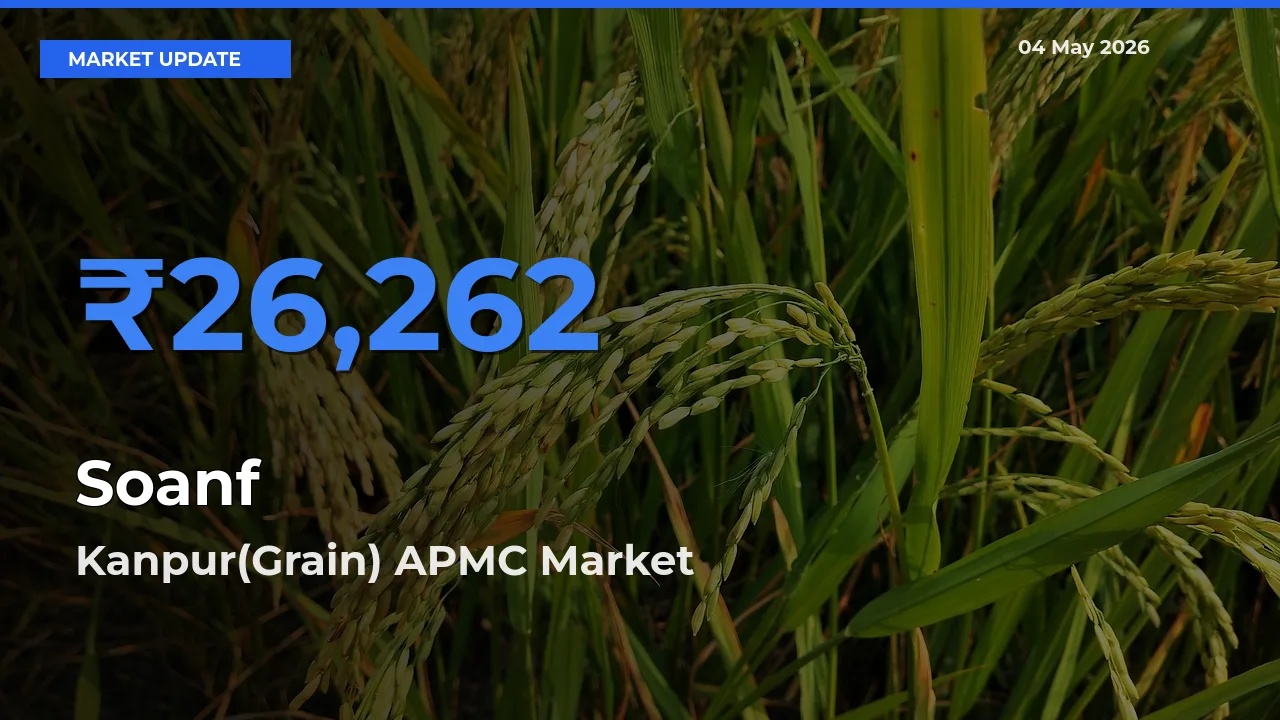 Market Watch: Kanpur(Grain) APMC Becomes Top Mandi for Soanf