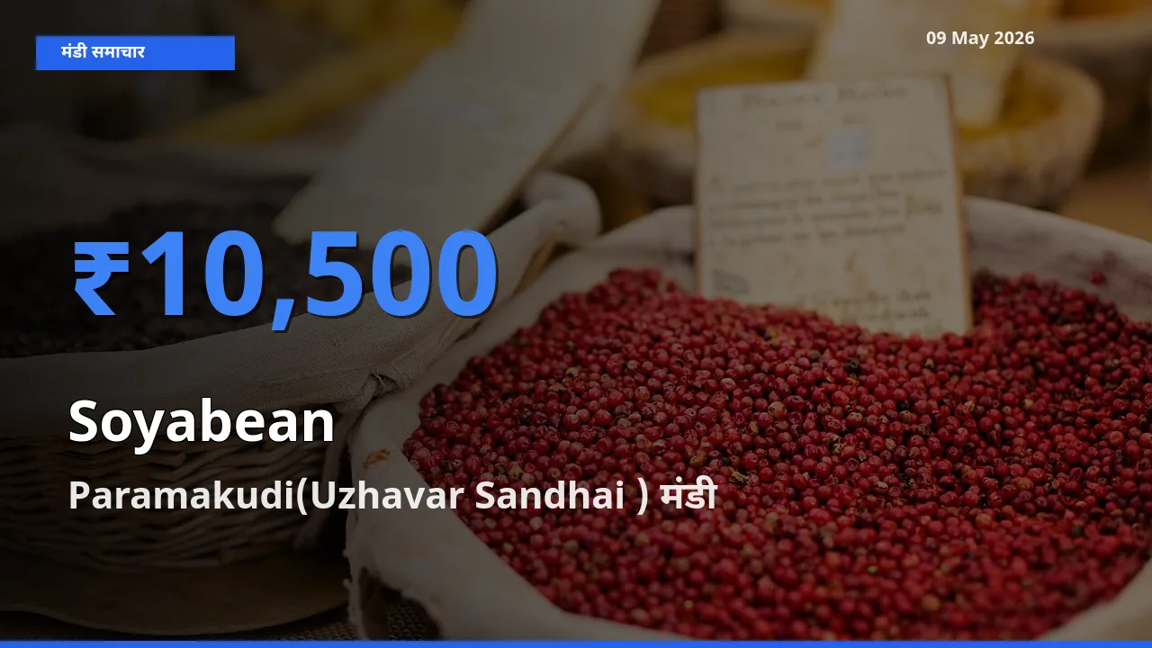 आज सोयाबीन के सबसे ज़्यादा दाम Paramakudi(Uzhavar Sandhai ) मंडी में दर्ज