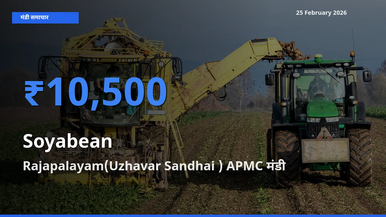 Rajapalayam(Uzhavar Sandhai ) APMC मंडी में Soyabean ₹10,500 पर पहुँचा – आज का सर्वोच्च भाव