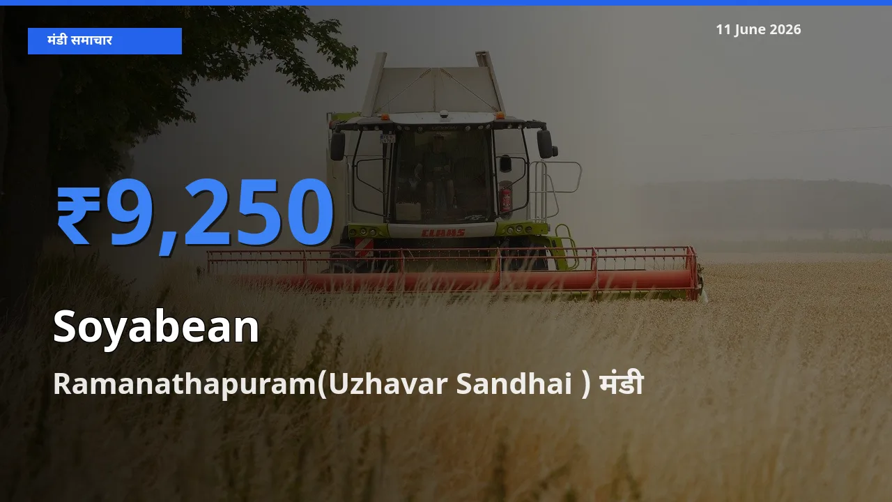 आज सोयाबीन के सबसे ऊँचे दाम ₹9,250 Ramanathapuram(Uzhavar Sandhai ) मंडी में